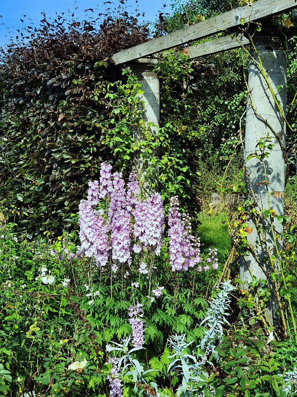 夏花围墙花园彩色植物园艺边界