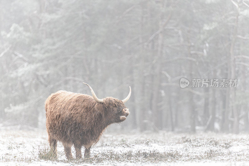 雪地里的苏格兰高地牛的肖像