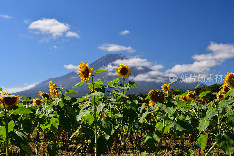 富士山和蓝天下的太阳花