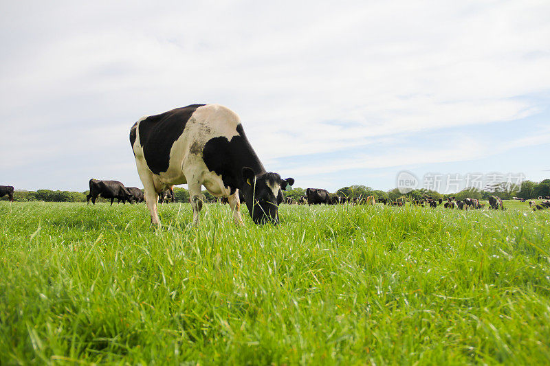 黑白奶牛惬意地吃着草，其他奶牛在后面吃着草。甲烷和温室气体是饲养牛的一个大问题，这种自然饲养方式正受到威胁。