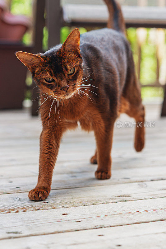 阿比西尼亚猫