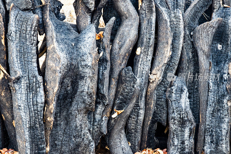 森林野火后，许多黑色烧毁的树干的特写镜头。