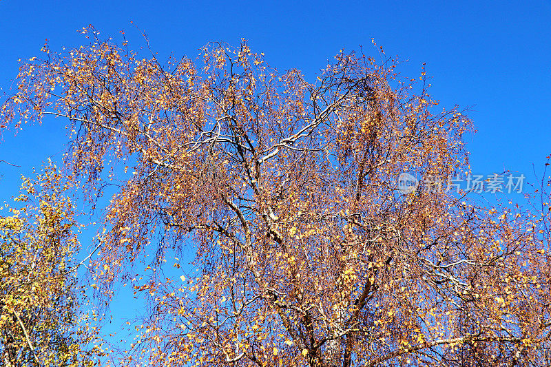 庭院里的白桦树，黄叶子映衬着蓝天