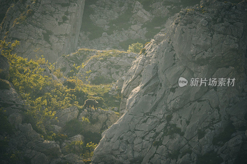 伊比利亚熊沿着山脊行走
