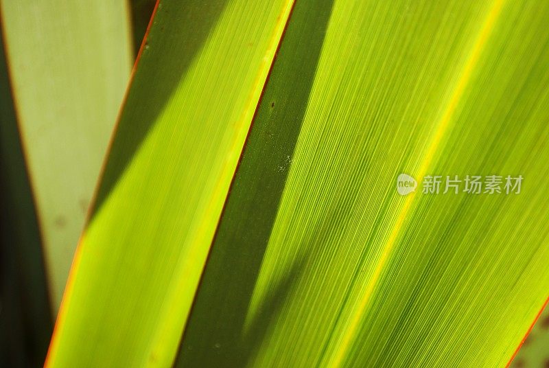 繁茂的绿色新西兰亚麻(Phormium)叶子背景