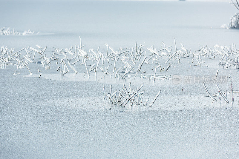 冬天湖里被雨夹雪冰冻的树枝