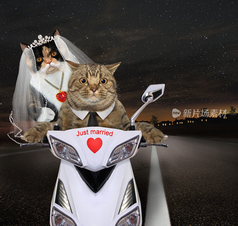 骑着白色摩托车的新婚猫