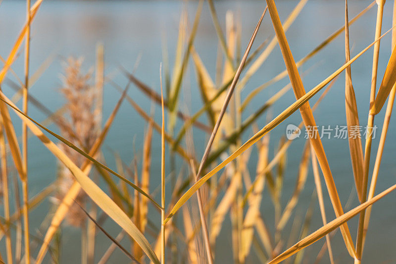 抽象的秋天背景