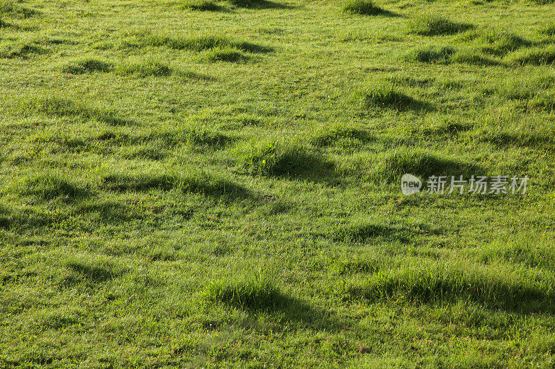 草地上的草丛