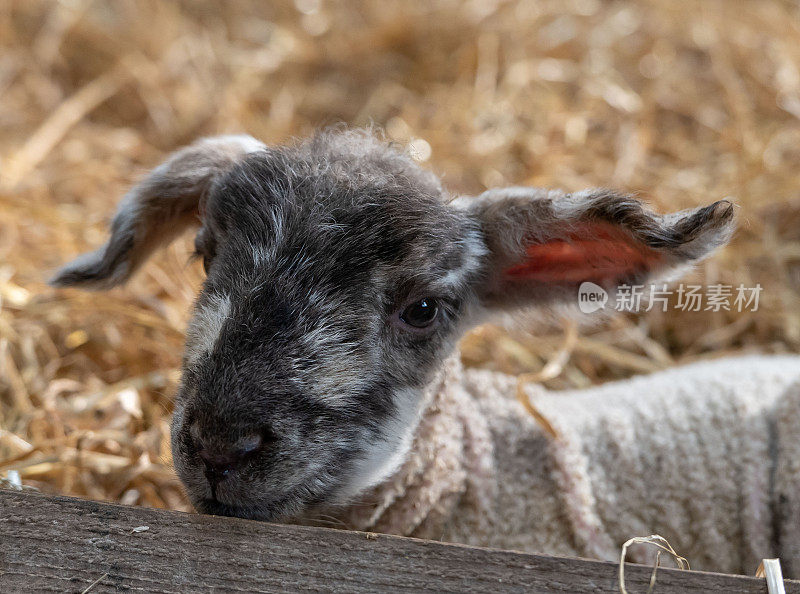 一只小羊羔看着镜头的特写