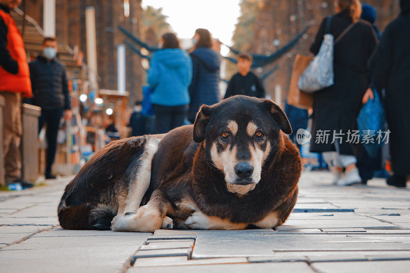 孤独悲伤的流浪狗