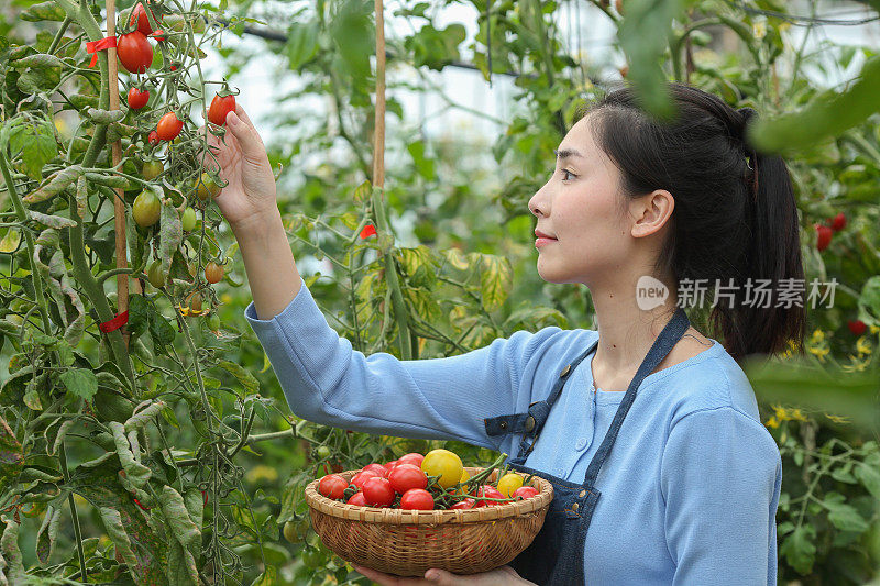 亚洲妇女采摘西红柿