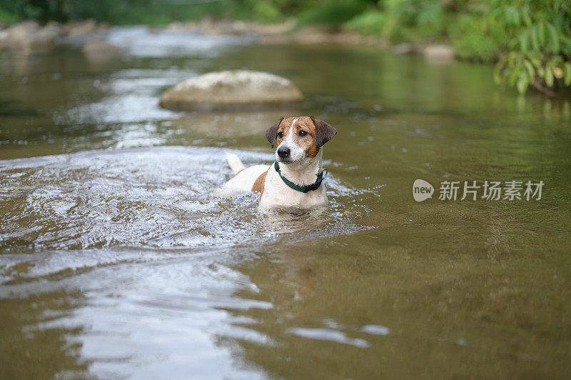 杰克罗素梗狗走进瀑布试图捡棍子在小溪河夏天的时间