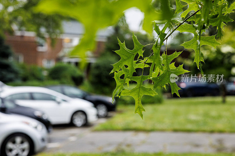 住宅区的夏雨。聚焦在树叶上，社区模糊在背景中。