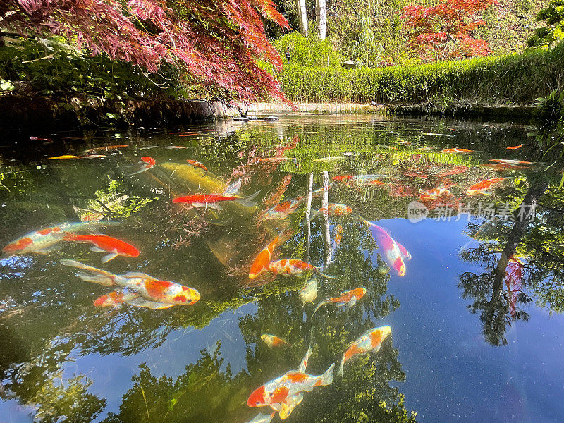 鱼池水面与印花布图案的特写图像，shubunkin金鱼游泳与大的Kohaku和Sanke锦鲤，悬枫枝，青苔红色砖墙，竹篱，重点前景