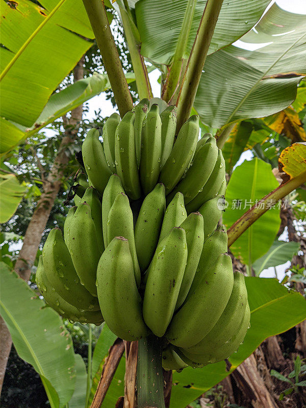 未成熟的密集香蕉