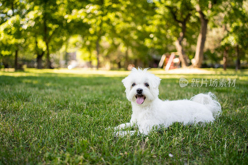 这只马耳他犬在公园里享受夏日的美好时光