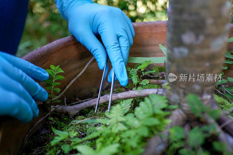 植物科学研究，染色体DNA与遗传，科学家研究。