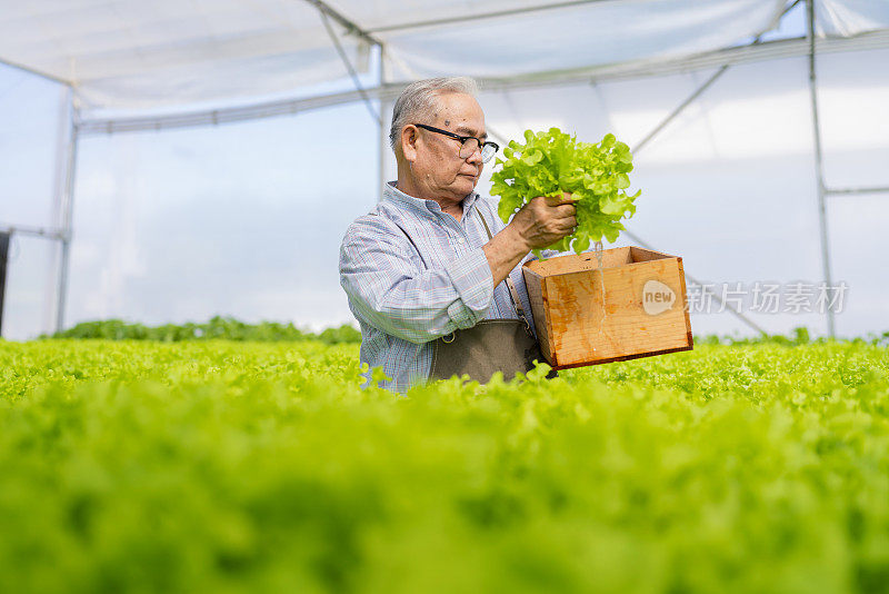 老亚洲农民用智能技术设备集中精力在大棚中检查水栽无土蔬菜架场，老企业主兴高采烈地收获绿色新鲜蔬菜