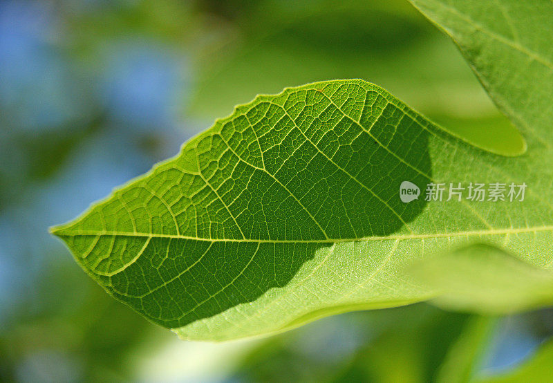 绿色遮羞布的特写和详细镜头