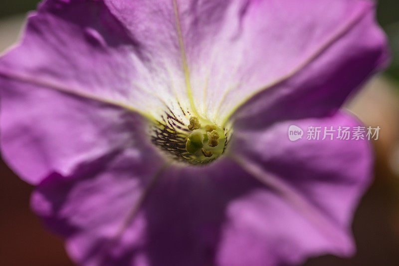 爬虫花朵特写