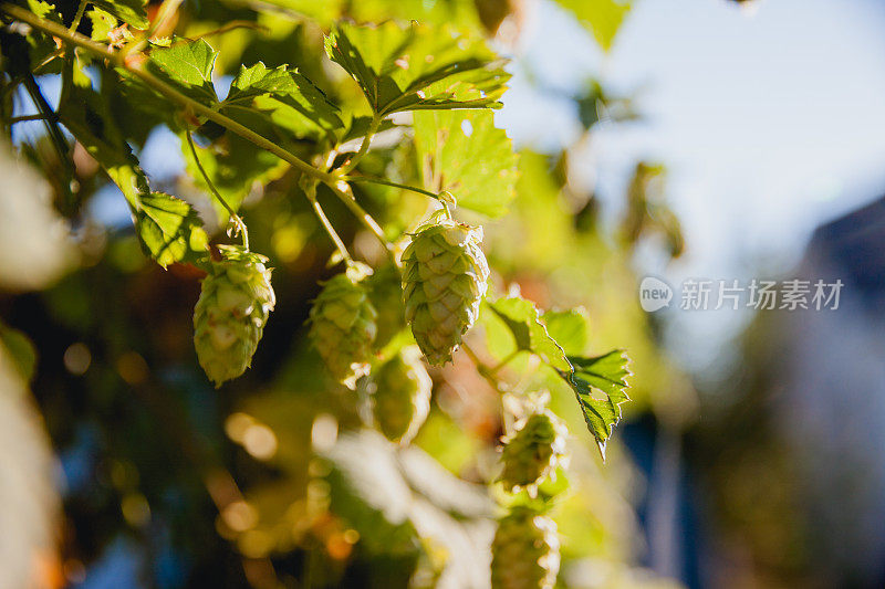 新鲜成熟的夏季啤酒花酿造啤酒