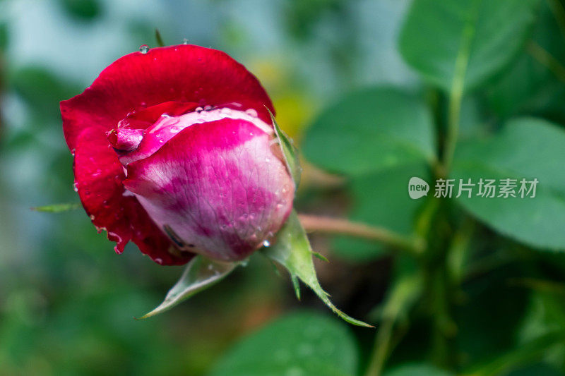 雨后的玫瑰