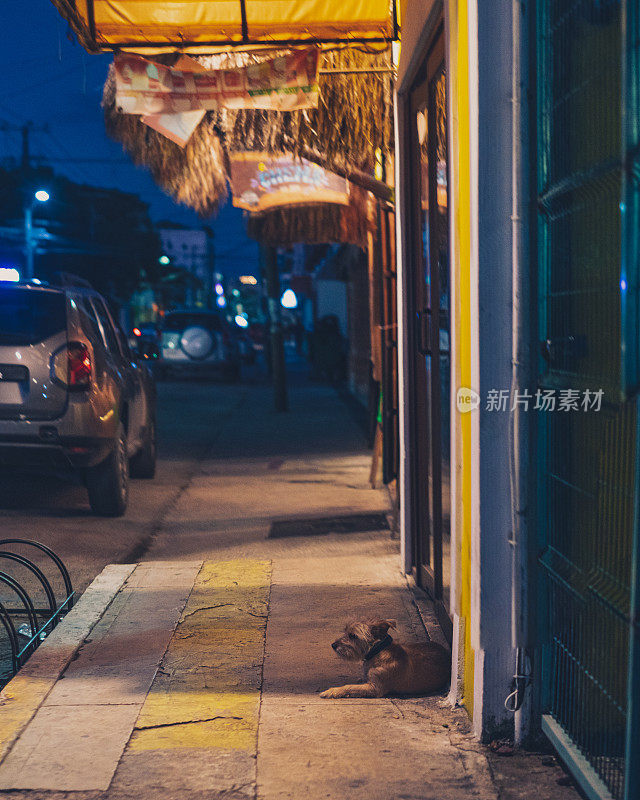 普拉亚德尔卡门-流浪狗坐在人行道上