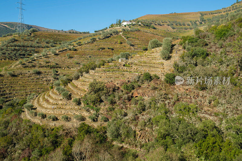 杜洛山谷葡萄园的风景