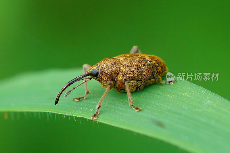 一个姜黄甲虫在草叶上的特写和模糊的背景