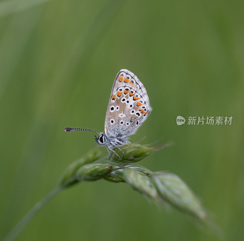 蝴蝶在植被上栖息时的特写图像