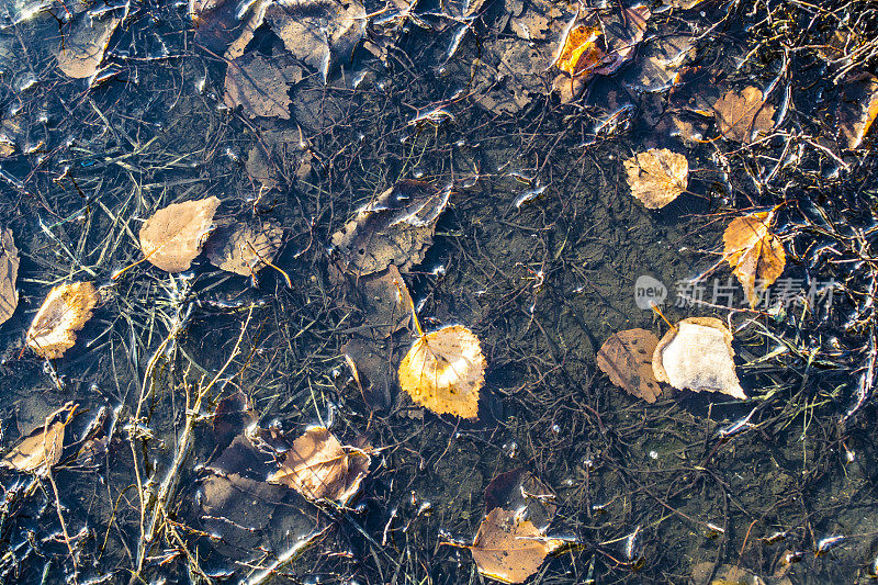 秋天的水坑与落叶。