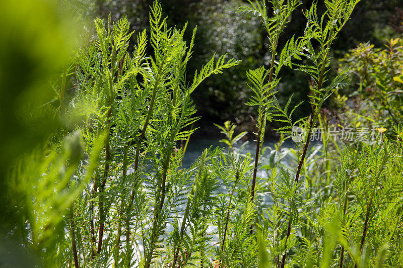 近距离拍摄河边的多叶植物和草