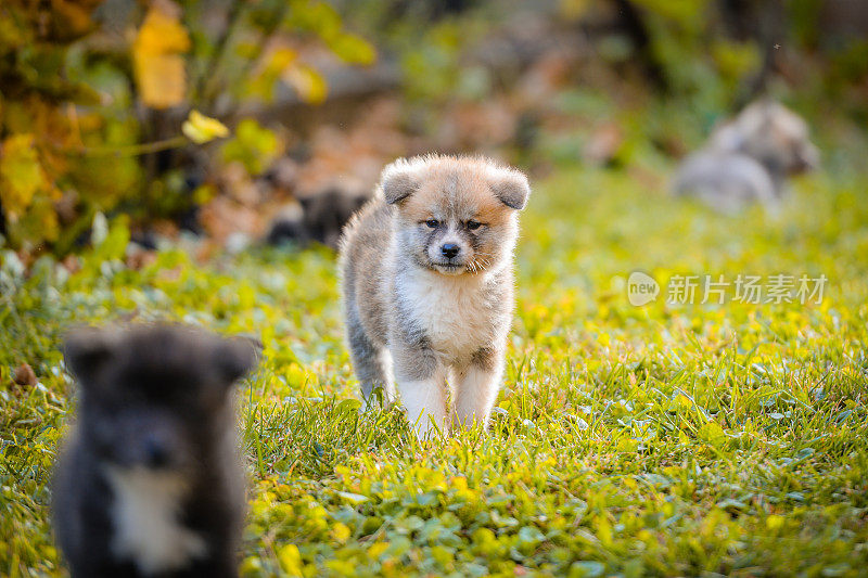 秋天的一天，年轻美丽的秋田犬在户外