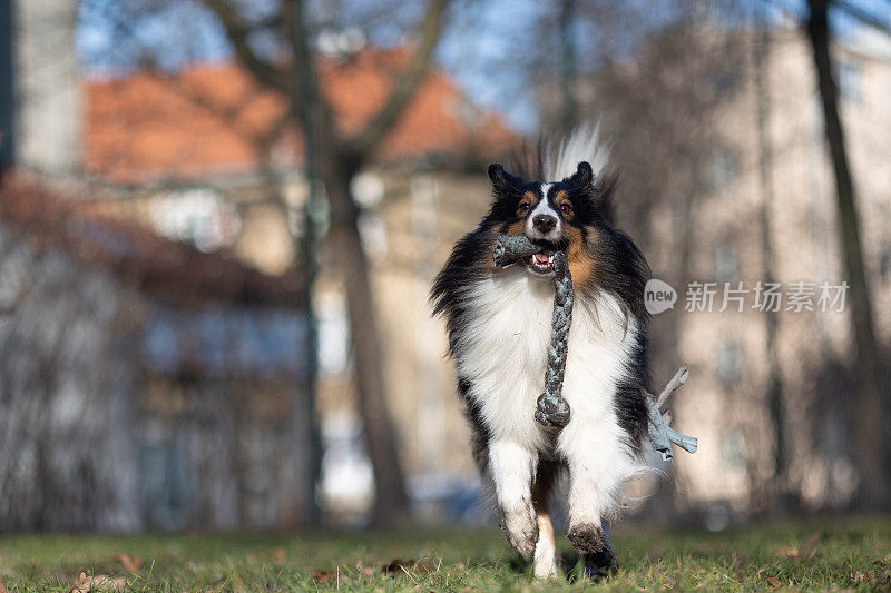 喜乐蒂牧羊犬