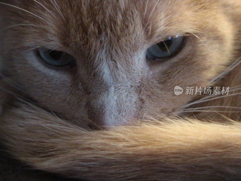 姜黄色猫的脸和眼睛