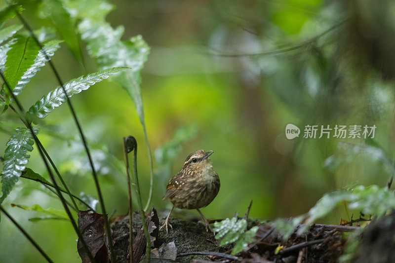 莺:成年不眨的莺(癫尾莺属)。