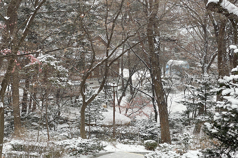 花园里的雪