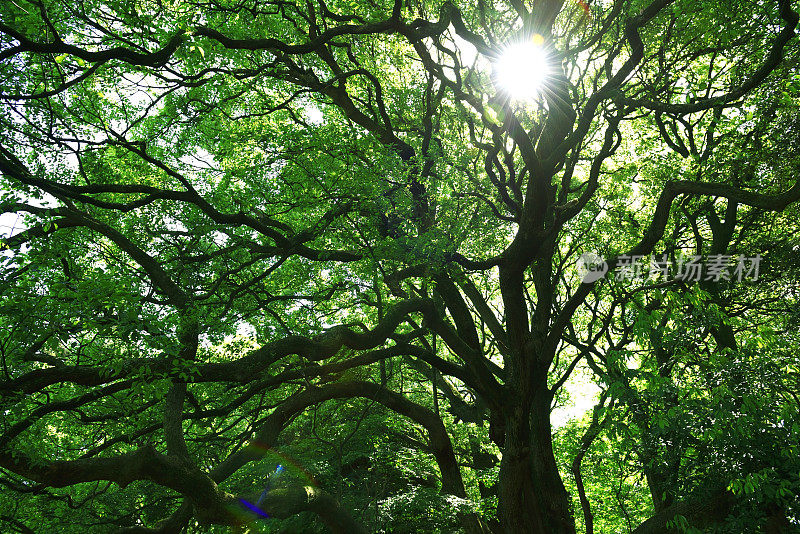 阳光透过黑暗森林中的大树照射进来