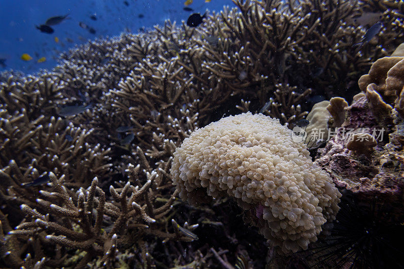 气泡珊瑚和鹿角珊瑚礁与许多鱼在水下游泳和深蓝色的海水背景景观在白天自然光