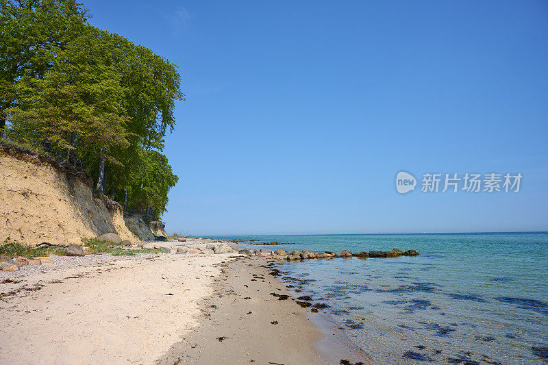 海滩上的山毛榉树