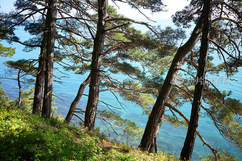 松树的树干在蓝色海水上方的斜坡上