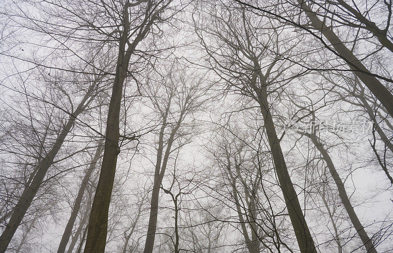 冬天有雾的一天，树顶