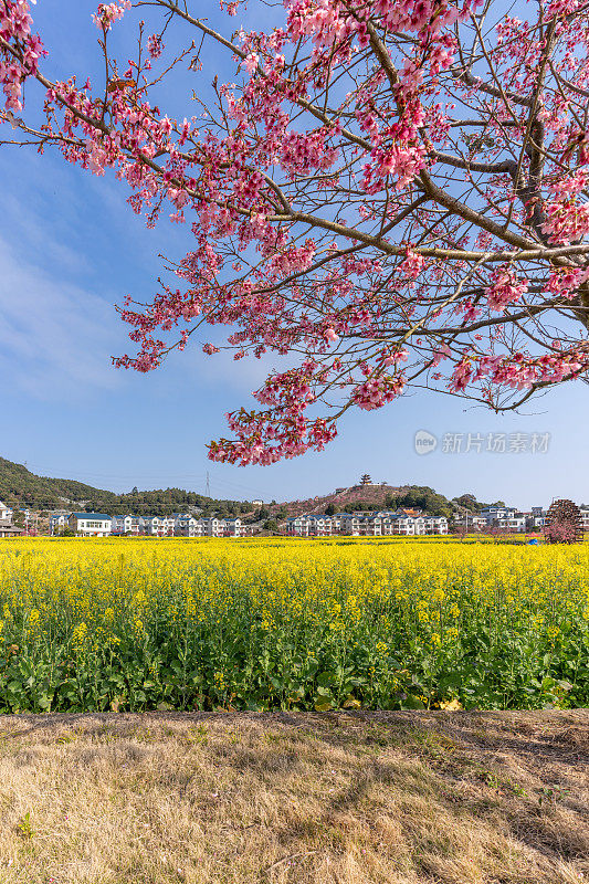 阳光明媚的日子里，油菜花田和樱花盛开