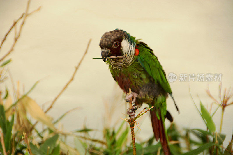 grey-breasted长尾小鹦鹉。