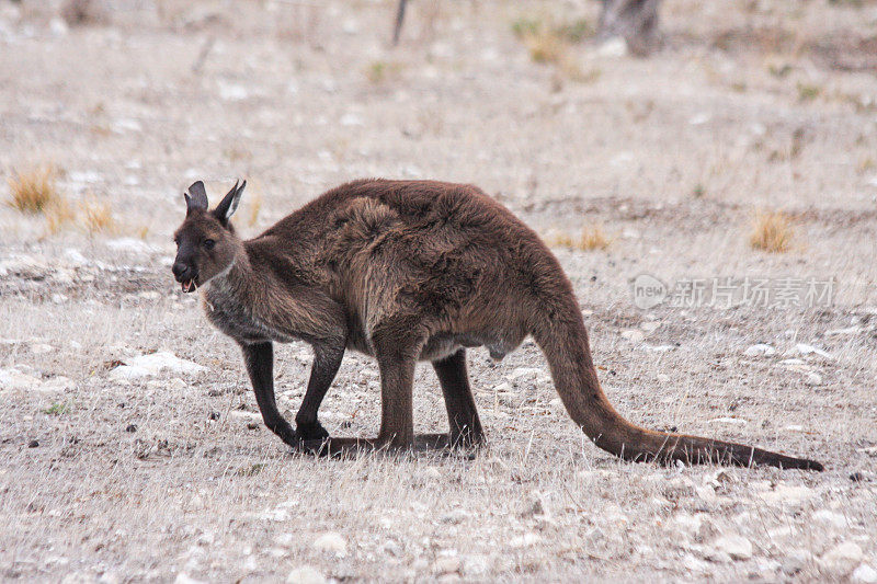 野生灰袋鼠，袋鼠岛，南澳大利亚，澳大利亚的荒野