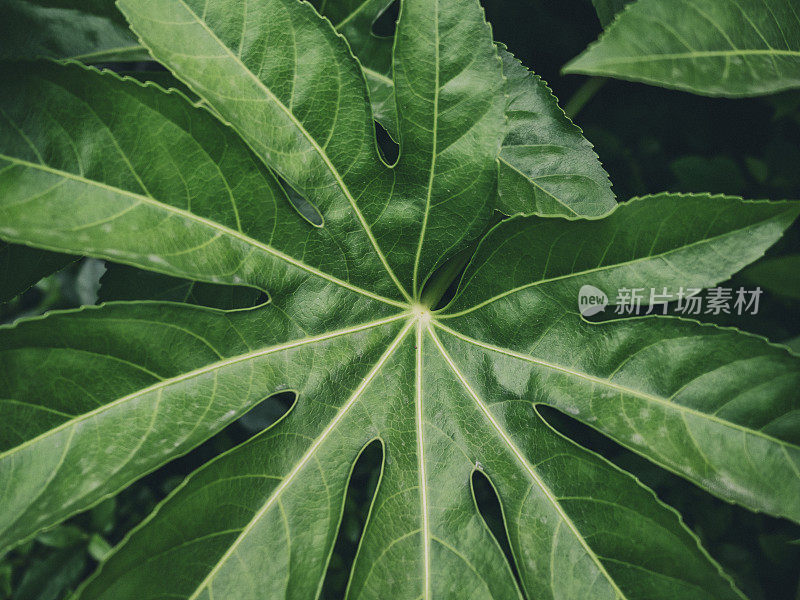 法西娅植物的叶子。