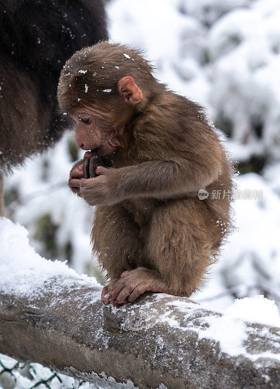 雪山峨眉山，猴子在吃饼干，四川，中国