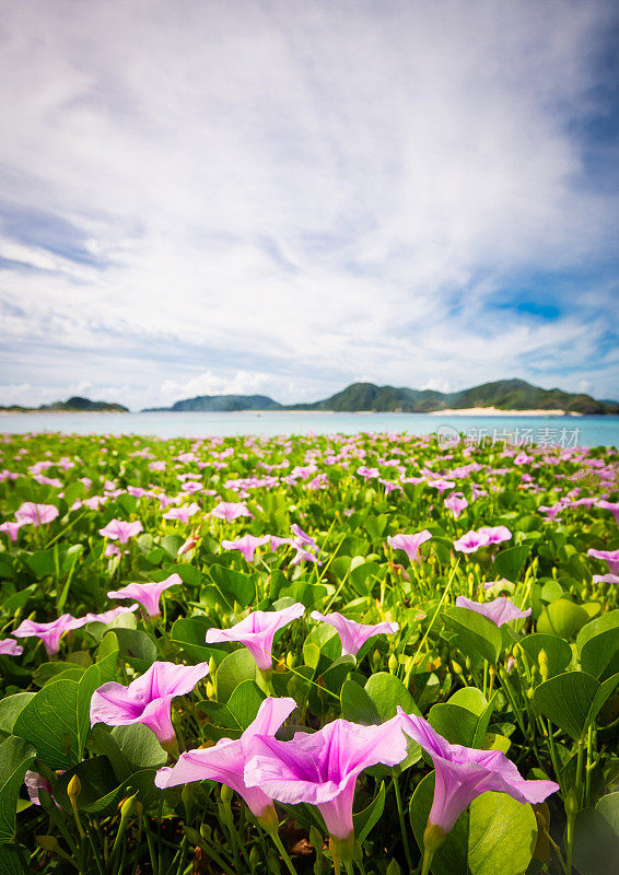 冲绳扎美岛原始海滩上野生的紫色花朵