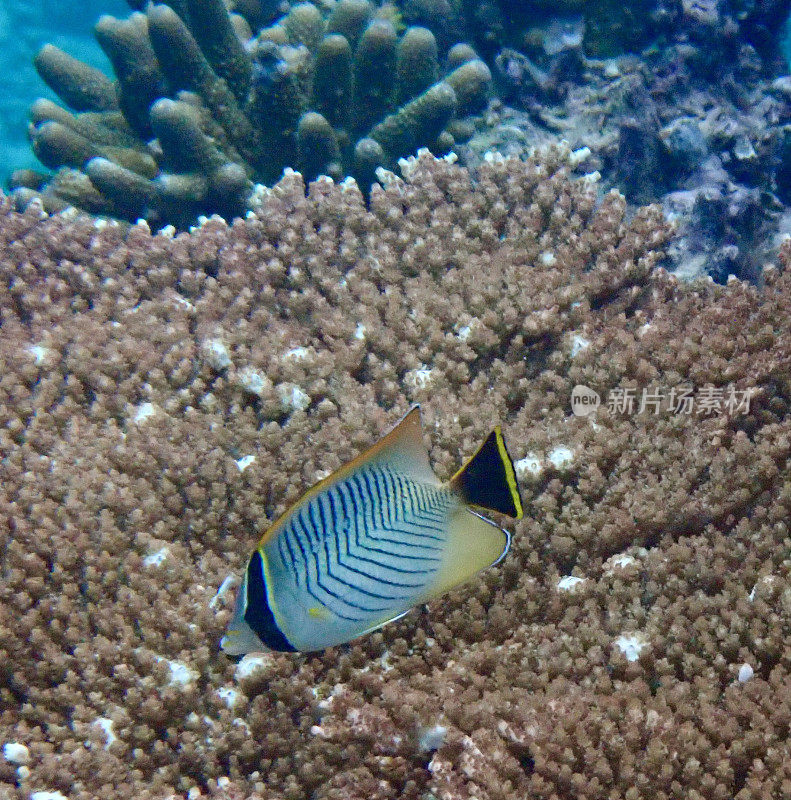 珊瑚礁上的雪佛龙蝴蝶鱼